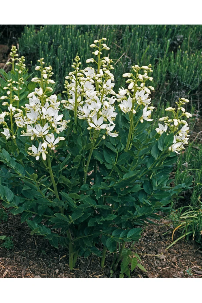 Dyptam jesionolistny 'Albiflorus' | Dictamnus albus