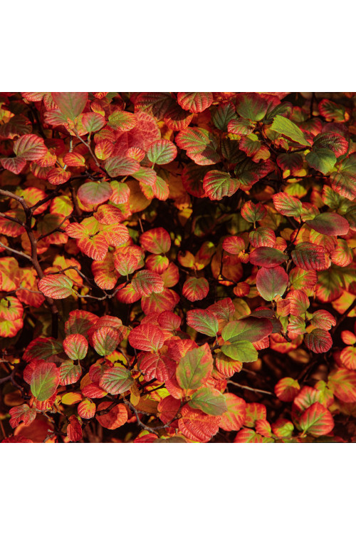 Fotergilla Gardena | Fothergilla gardenii