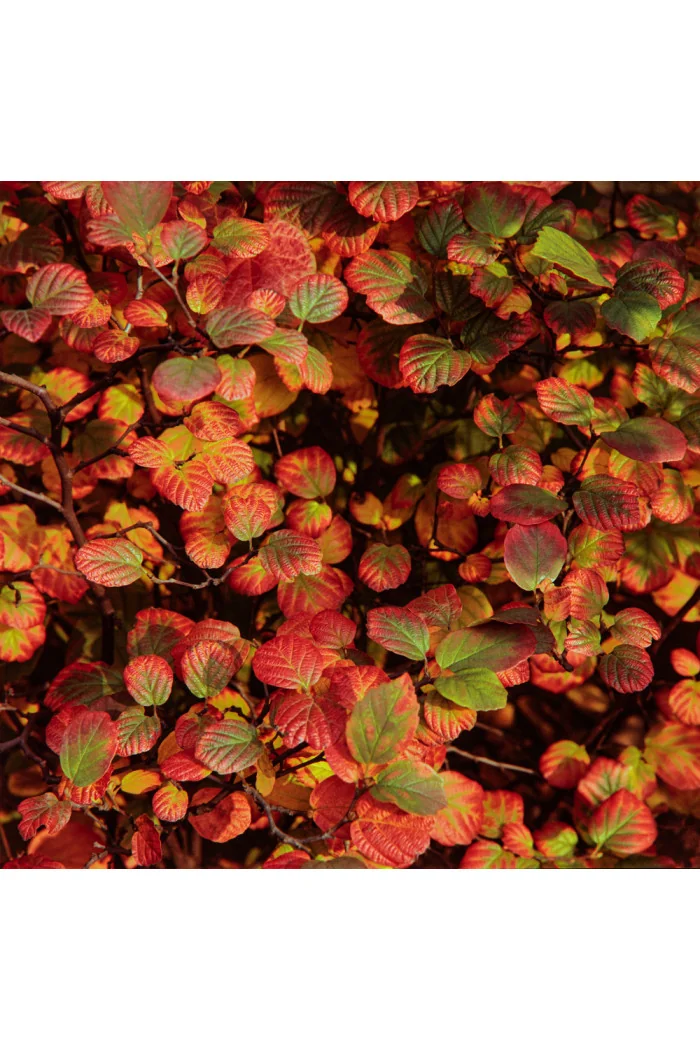 Fotergilla Gardena | Fothergilla gardenii