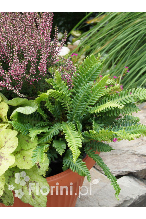 Podrzeń żebrowiec | Blechnum spicant