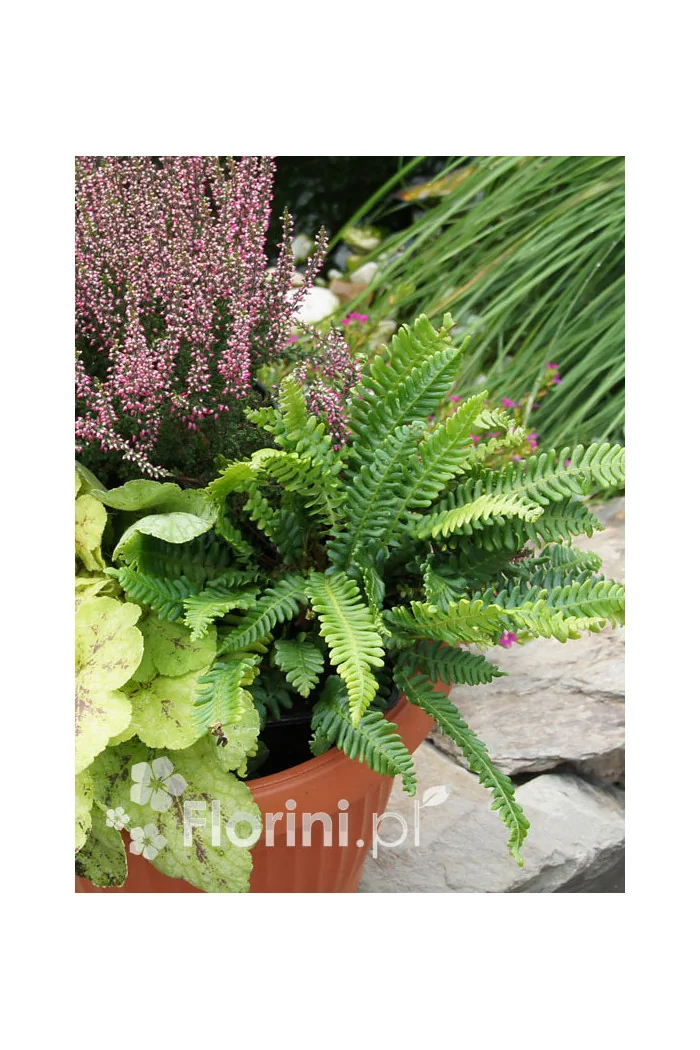 Podrzeń żebrowiec | Blechnum spicant