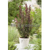 Berberys Thunberga 'Red Rocket' Berberis thunbergii