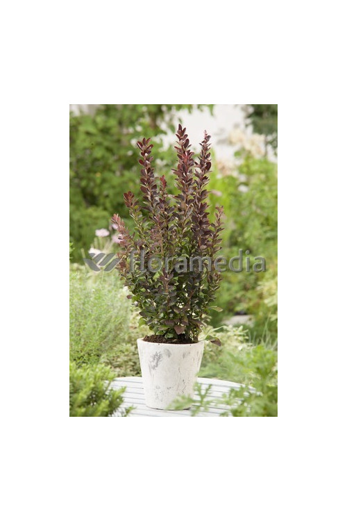 Berberys Thunberga 'Red Rocket' Berberis thunbergii