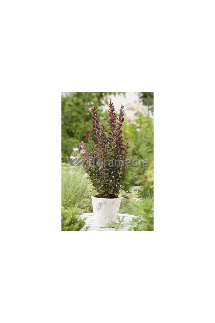 Berberys Thunberga 'Red Rocket' Berberis thunbergii