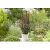 Berberys Thunberga 'Red Rocket' Berberis thunbergii
