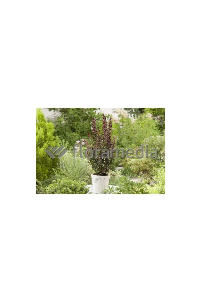 Berberys Thunberga 'Red Rocket' Berberis thunbergii