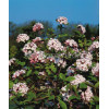 Kalina koreańska 'Diana' Viburnum carlesii