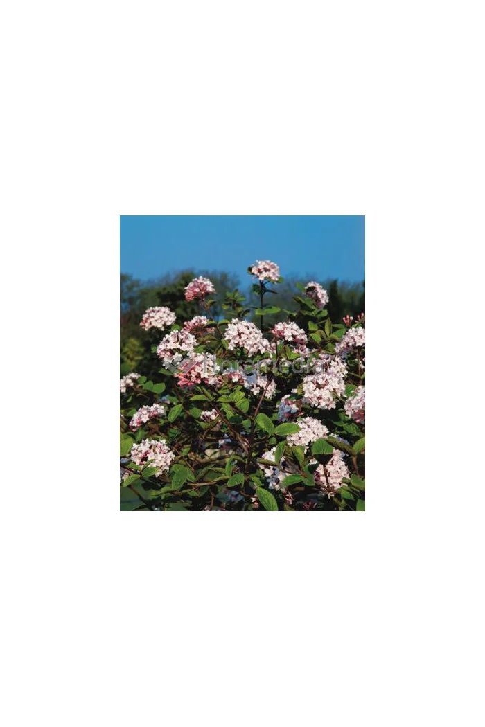 Kalina koreańska 'Diana' Viburnum carlesii