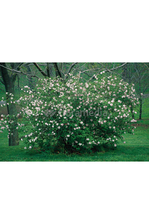 Kalina koreańska 'Diana' Viburnum carlesii