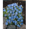 Dzwonek karpacki 'Blue Clips' Campanula carpatica