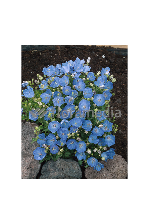 Dzwonek karpacki 'Blue Clips' Campanula carpatica
