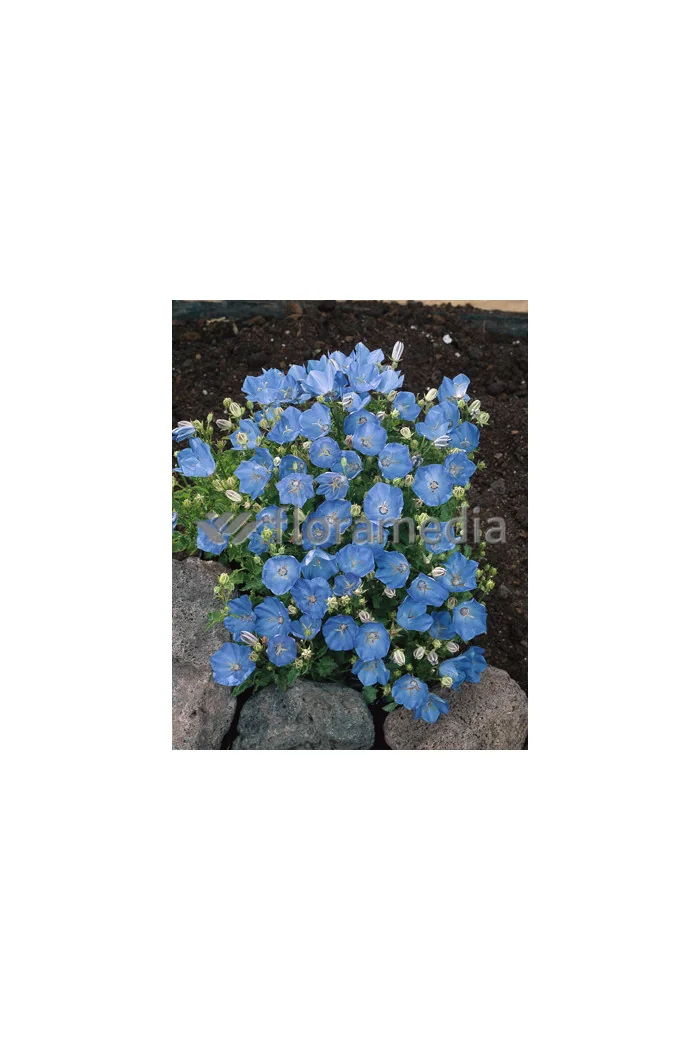 Dzwonek karpacki 'Blue Clips' Campanula carpatica