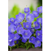 Dzwonek karpacki 'Blue Clips' Campanula carpatica