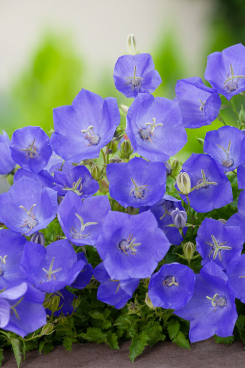 Dzwonek karpacki 'Blue Clips' Campanula carpatica