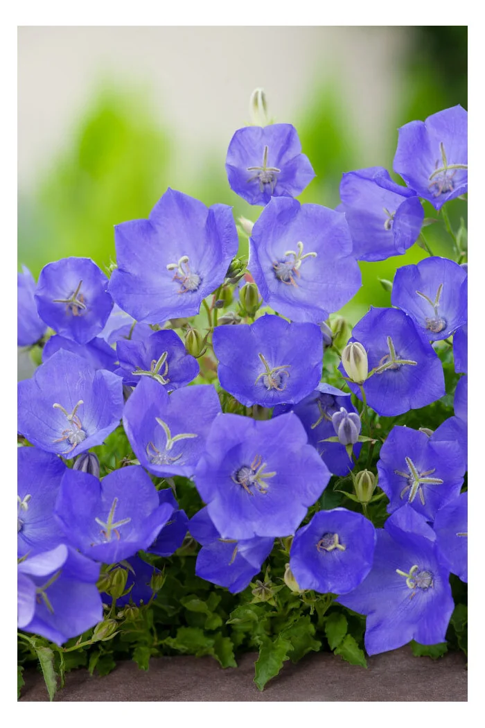 Dzwonek karpacki 'Blue Clips' Campanula carpatica