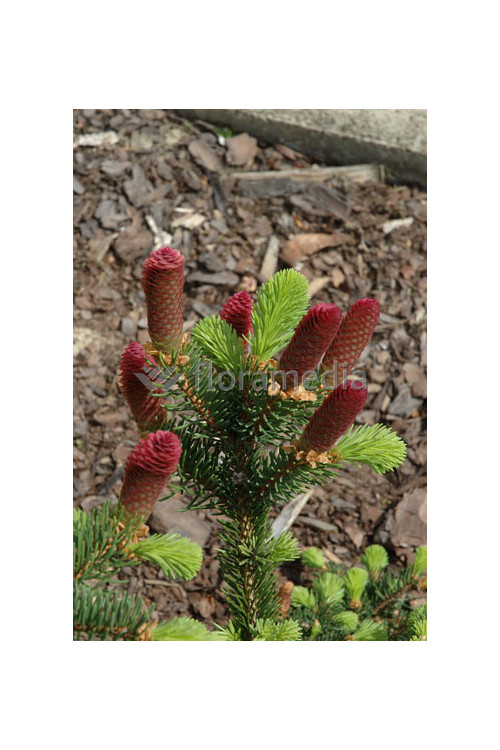 Świerk pospolity 'Formanek' Picea abies