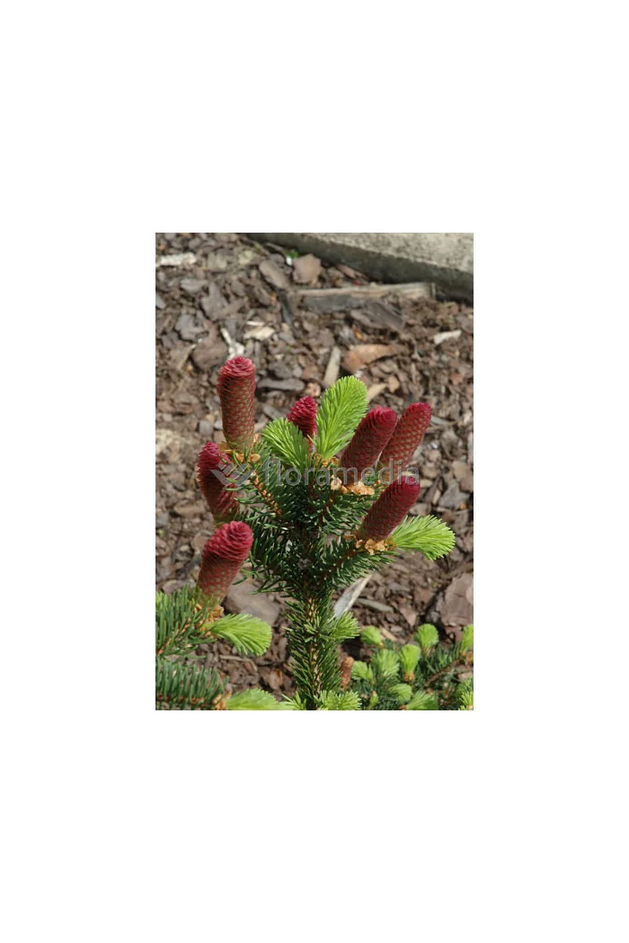 Świerk pospolity 'Formanek' Picea abies