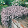 Gipsówka rozesłana 'Rosea' | Gypsophila repens