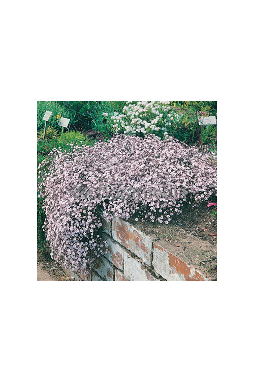 Gipsówka rozesłana 'Rosea' | Gypsophila repens