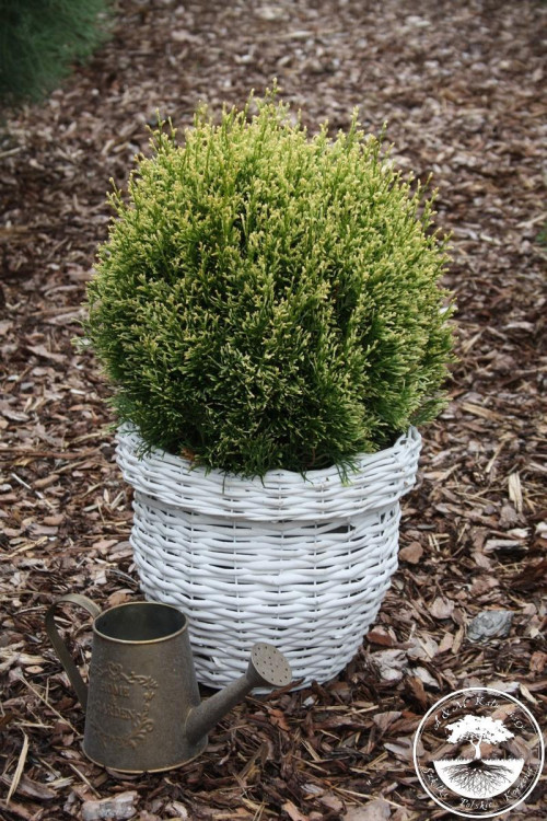 Żywotnik zachodni 'Miss Frosty' Thuja occidentalis
