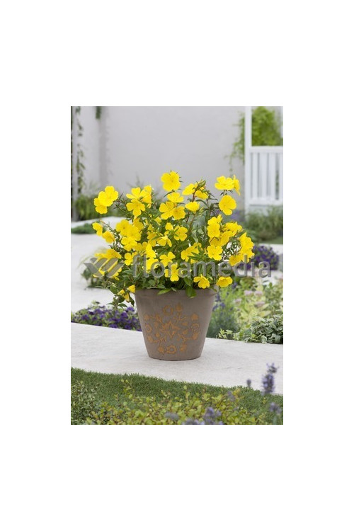 Wiesiołek krzewiasty 'Youngii' Oenothera fruticosa