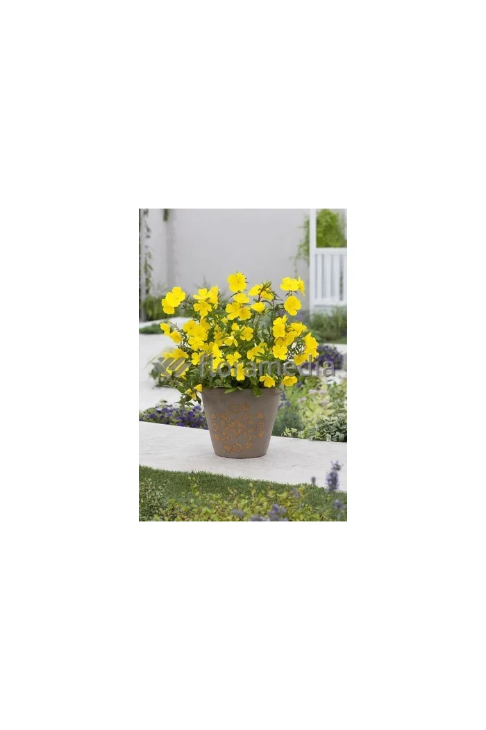 Wiesiołek krzewiasty 'Youngii' Oenothera fruticosa