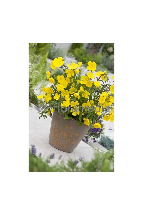 Wiesiołek krzewiasty 'Youngii' Oenothera fruticosa