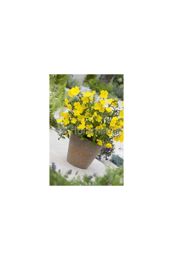 Wiesiołek krzewiasty 'Youngii' Oenothera fruticosa