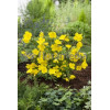Wiesiołek krzewiasty 'Youngii' Oenothera fruticosa