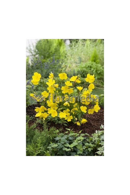 Wiesiołek krzewiasty 'Youngii' Oenothera fruticosa