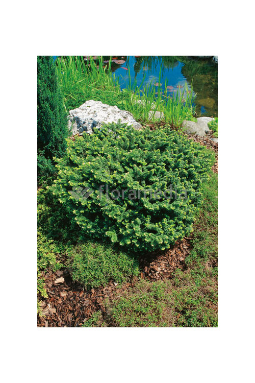 Jodła balsamiczna 'Piccolo' Abies balsamea