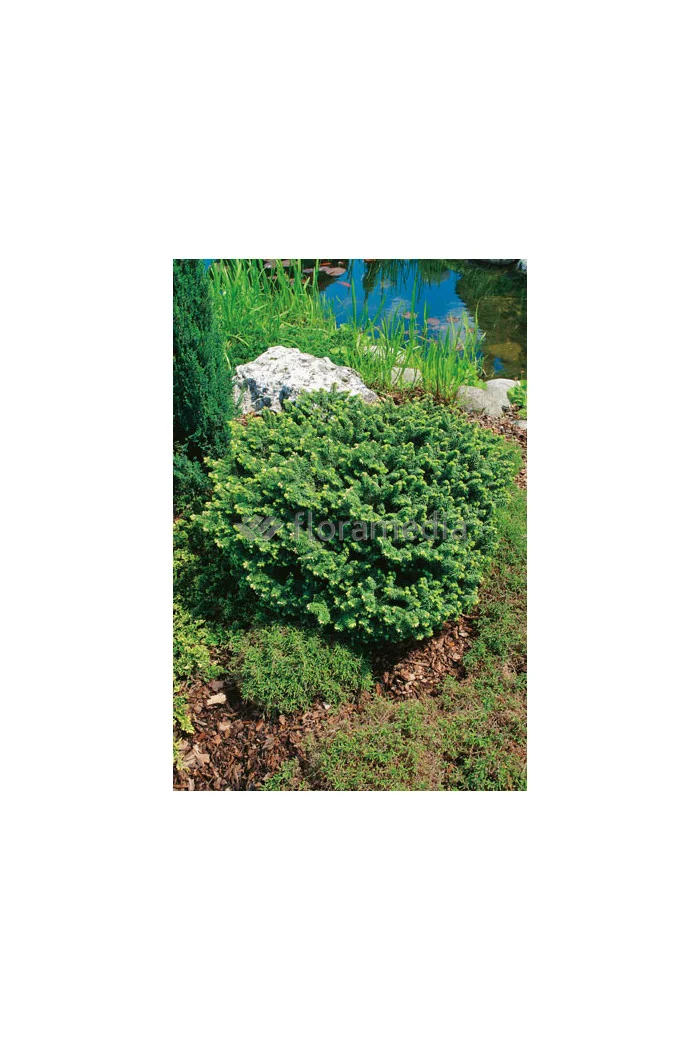 Jodła balsamiczna 'Piccolo' Abies balsamea