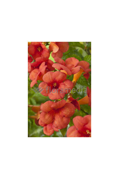 Milin amerykański 'Gabor' | Campsis radicans