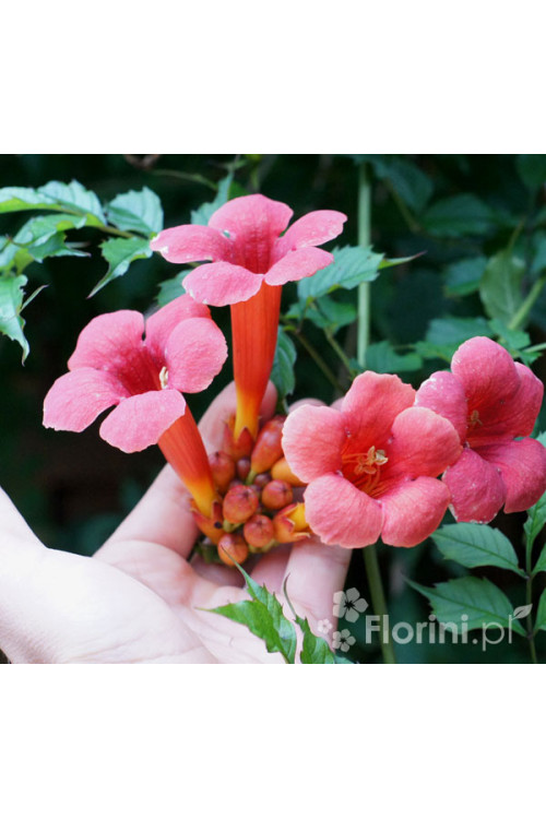 Milin amerykański 'Gabor' | Campsis radicans