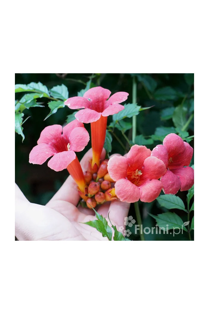 Milin amerykański 'Gabor' | Campsis radicans