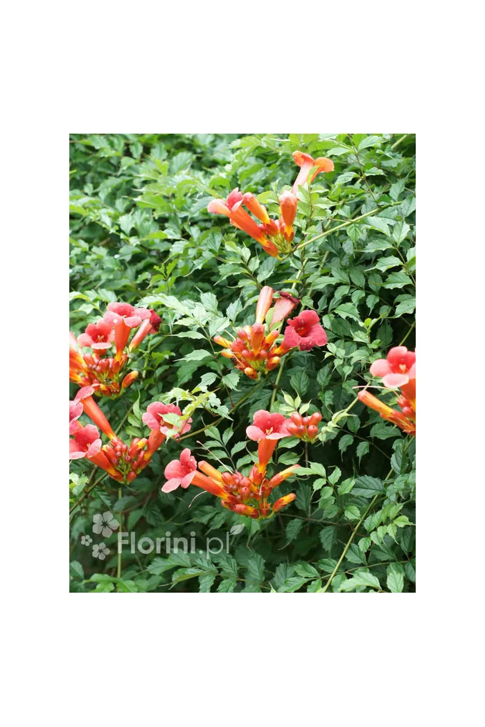 Milin amerykański 'Gabor' | Campsis radicans