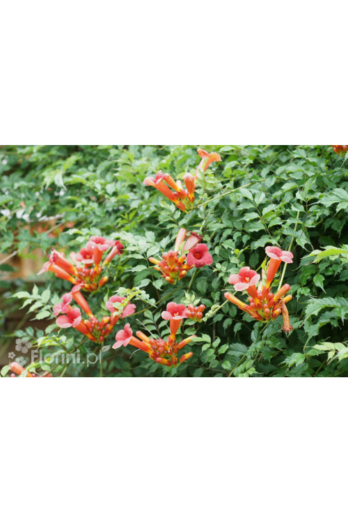 Milin amerykański 'Gabor' | Campsis radicans