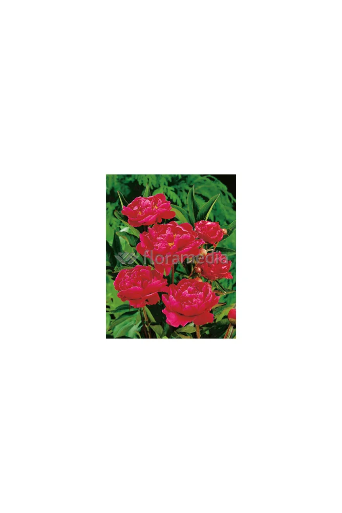 Piwonia chińska 'Bunker Hill' Paeonia lactiflora