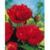 Piwonia chińska 'Bunker Hill' Paeonia lactiflora