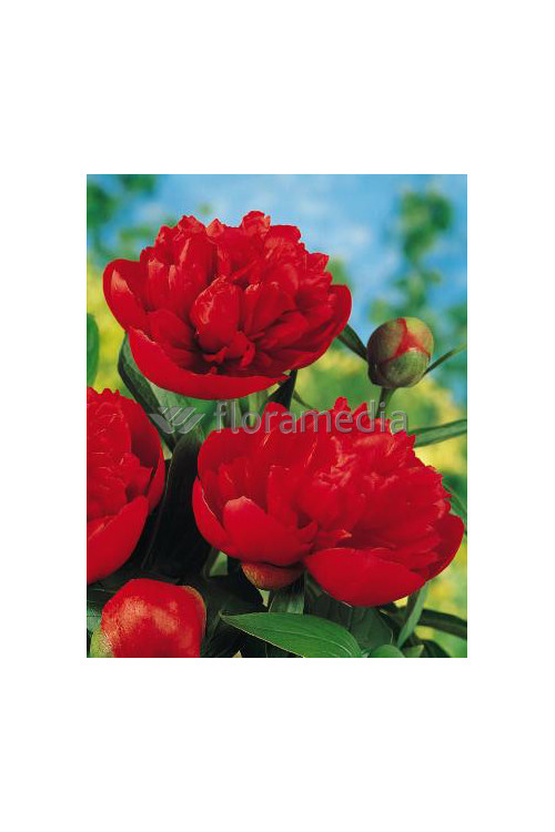 Piwonia chińska 'Bunker Hill' Paeonia lactiflora