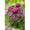 Piwonia chińska 'Bunker Hill' Paeonia lactiflora