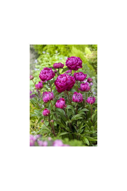 Piwonia chińska 'Bunker Hill' Paeonia lactiflora