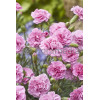 Goździk pierzasty 'Dixie Deep Rose' Dianthus plumarius