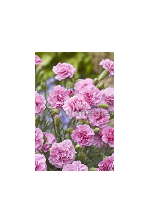 Goździk pierzasty 'Dixie Deep Rose' Dianthus plumarius