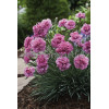 Goździk pierzasty 'Dixie Deep Rose' Dianthus plumarius