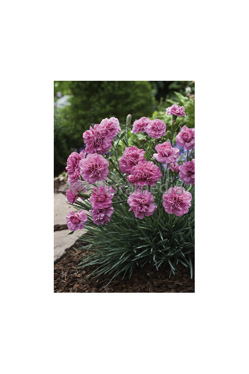 Goździk pierzasty 'Dixie Deep Rose' Dianthus plumarius