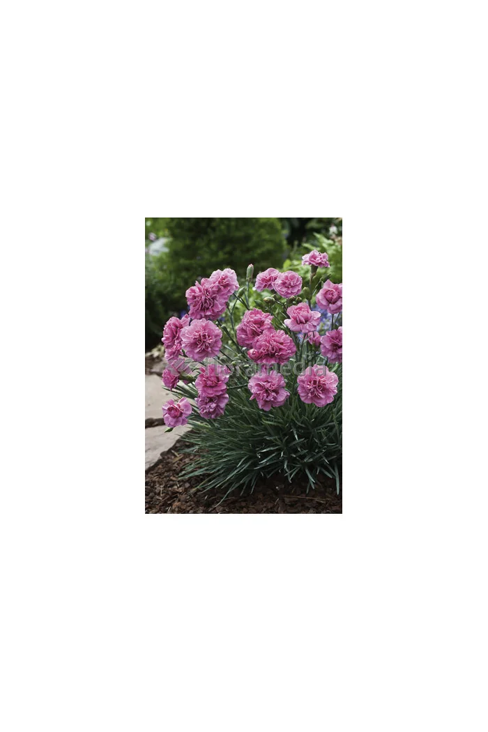 Goździk pierzasty 'Dixie Deep Rose' Dianthus plumarius