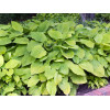 Funkia 'August Moon' Hosta