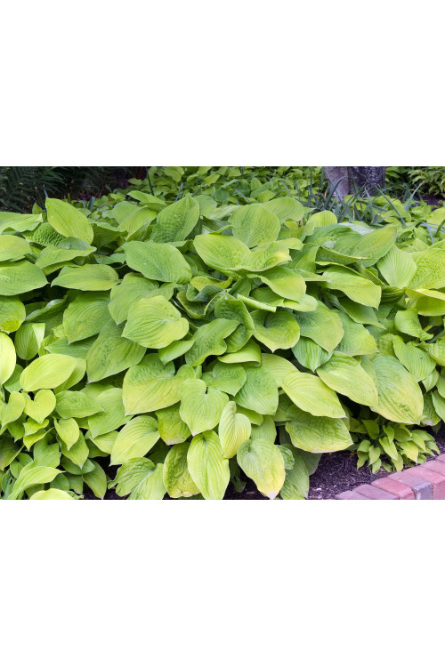 Funkia 'August Moon' Hosta