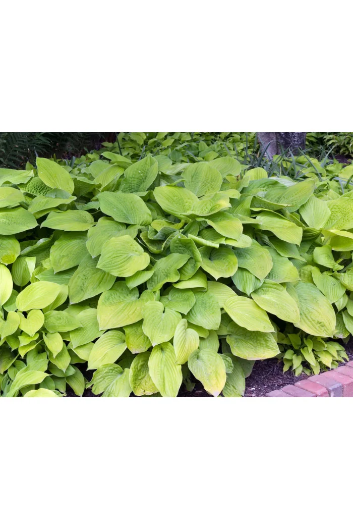 Funkia 'August Moon' Hosta
